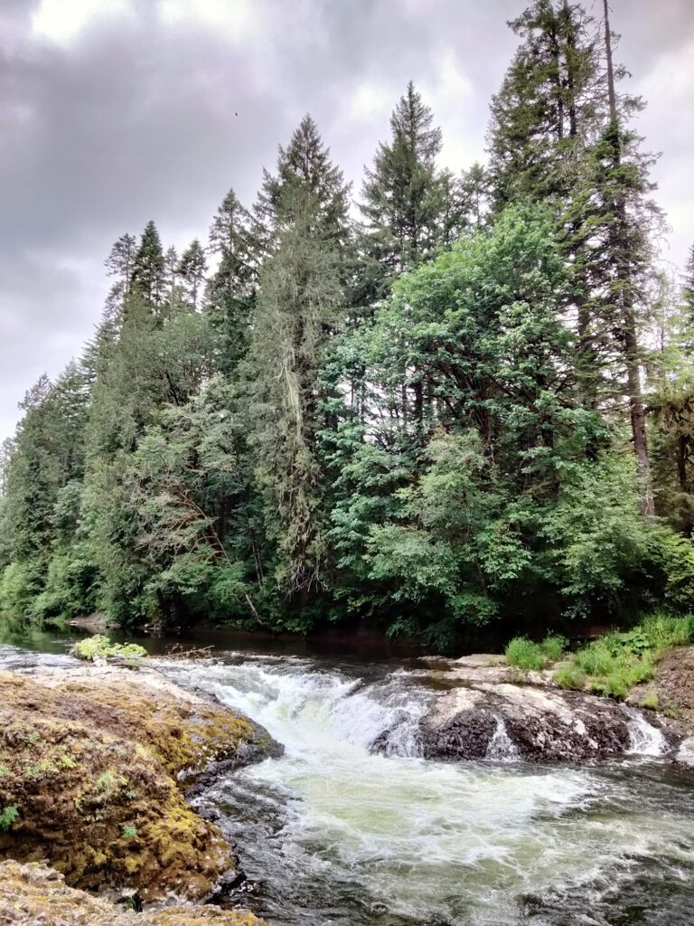 Water rushes past the tall Evergreen trees.