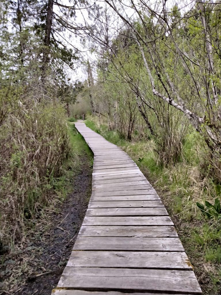 A paved trail with wooden planks in between dense forestry.