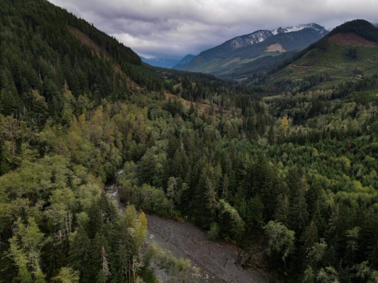 Box of Rain stand is near Clearwater Creek outside of Deming. Multiple tree stands have been named after the Grateful Dead.