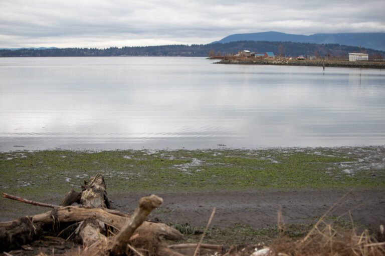 The Lummi Bay this summer.