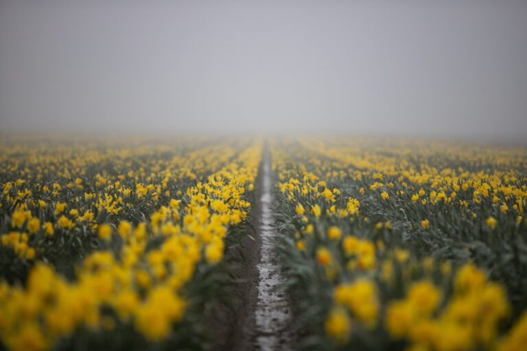 Rows of blooming tulips.