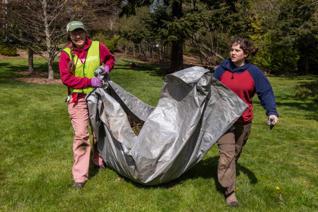 Volunteers carry a tarp full of removed invasive plants and debris from Padden Creek.