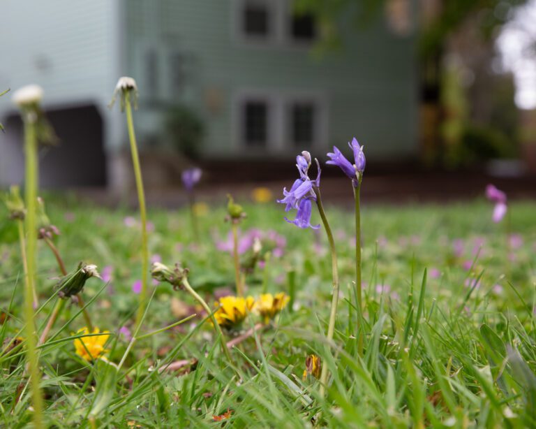 Weeds and wild flowers sprout underneath the sun.