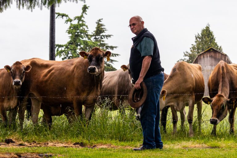 Larry Stap, co-owner of Twin Brook Creamery, stands with his younger pregnant Jersey cows at the 230-acre farm.