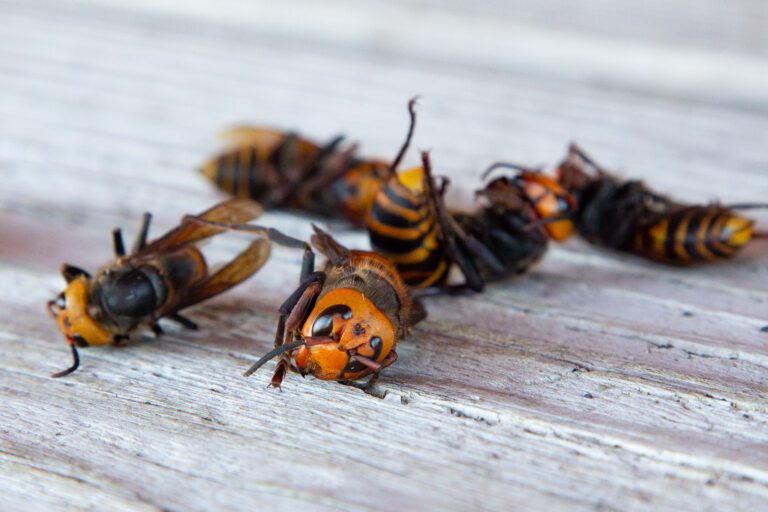 The Washington State Department of Agriculture displayed dead and preserved Northern giant hornets.