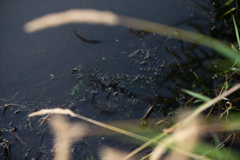 Blue-green algae bloom in the waters.