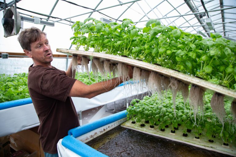 FarmWild's Brian Rusk lifts a tray of basil in the farm's aquaponic greenhouse.