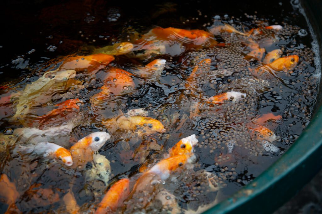 Koi fish rush to the surface to eat fish food.