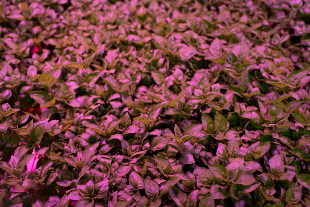 Pink LED grow lights shine on the plants to simulate the sun.