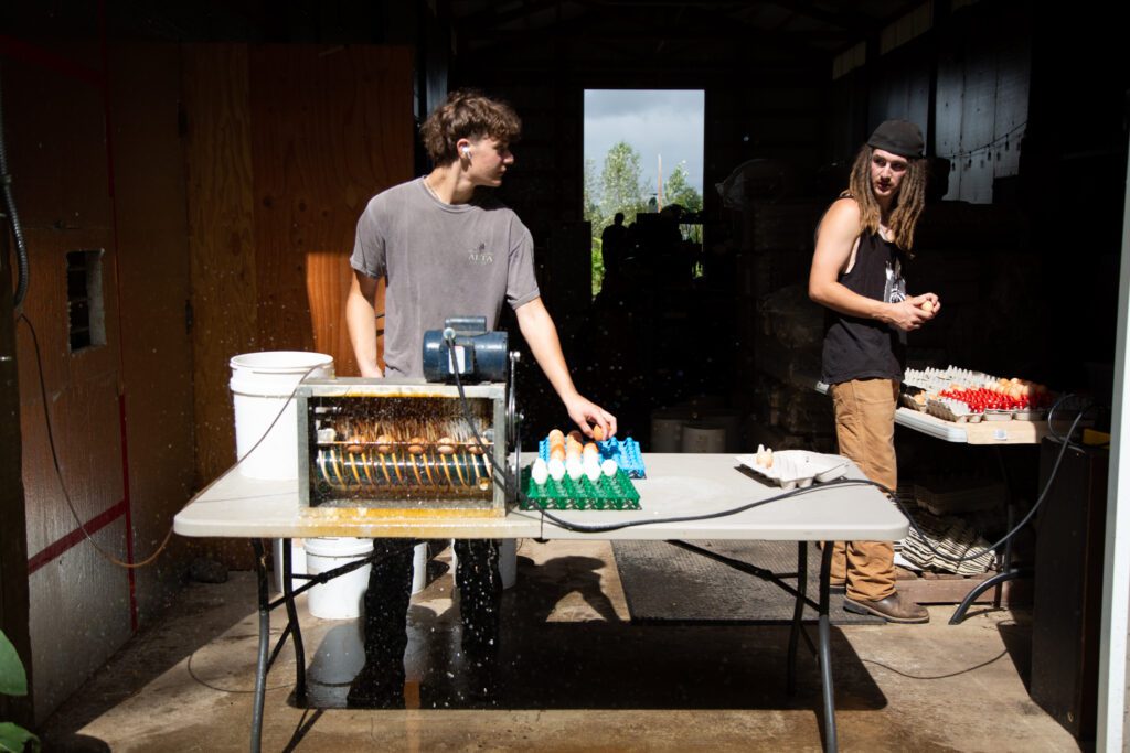 Caden, left, and Connor Mosher take eggs out of the carton to be washed.