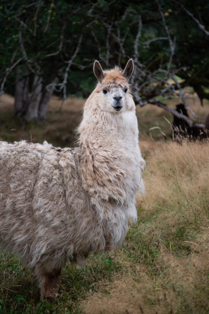 Several alpacas roam around a pasture.