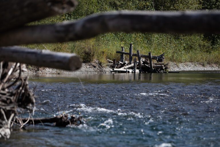 Manmade logjams create salmon habitats even with the waters rushing by.