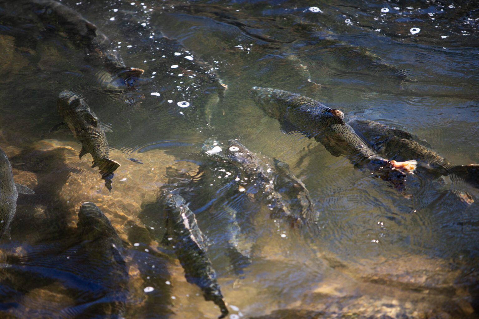 Salmon attempt to swim up Whatcom Creek.