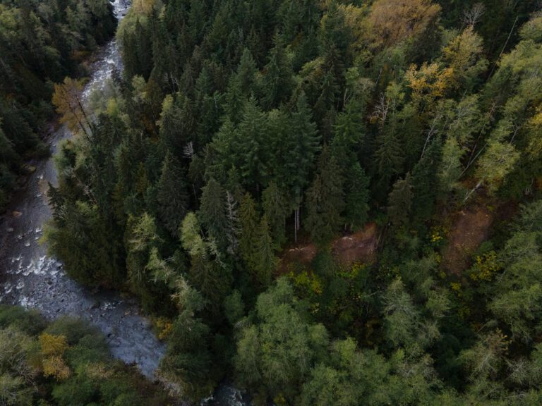 A top-down view of a forest next to a paved road.