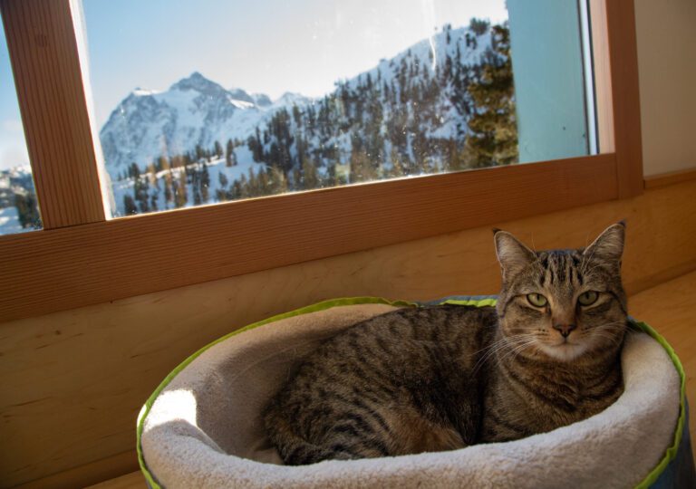 Lodge cat Tillie lays in a window bed at Heather Meadows Lodge at Mount Baker Ski Area.