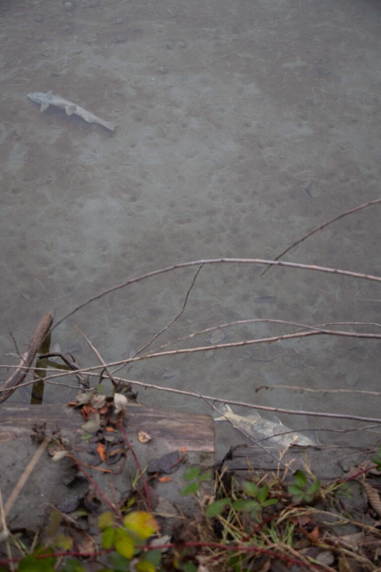 Spawned chum salmon lay near the banks of the Nooksack River in Whatcom County as rain falls into the water.