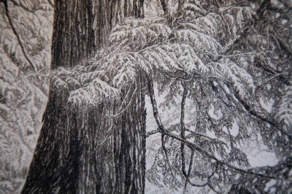 A piece from Loggie's works feature detailed sketches of snow on trees on Orcas Island.