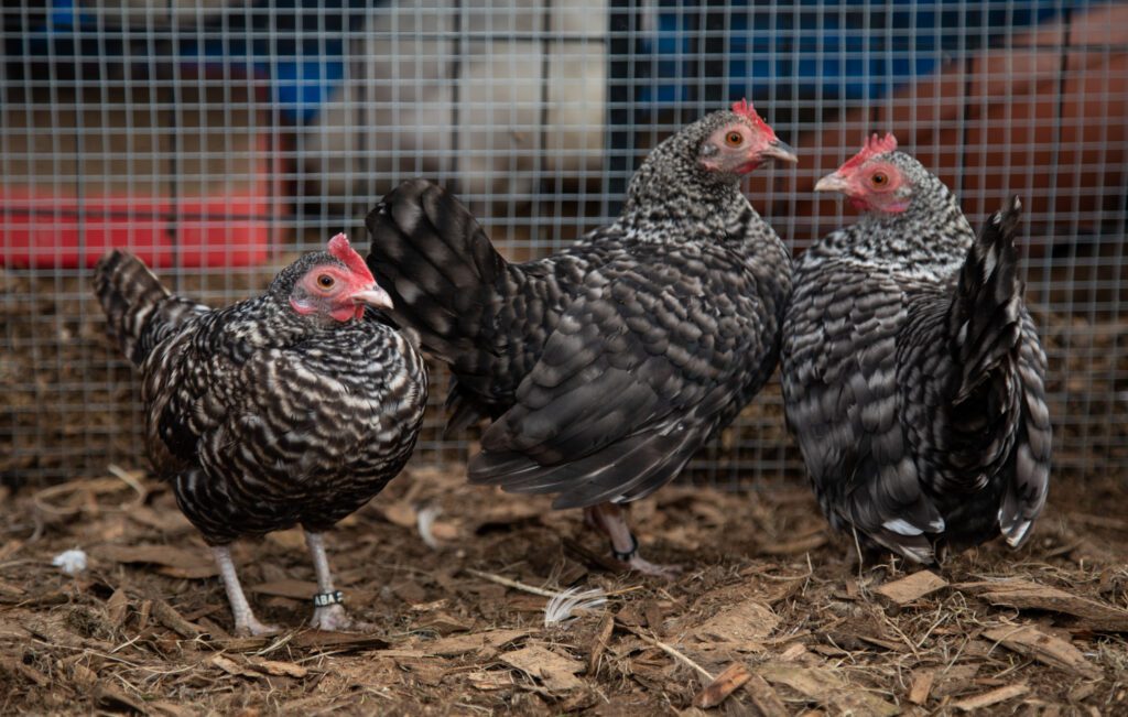 A trio of old English game bantam chickens congregate together.