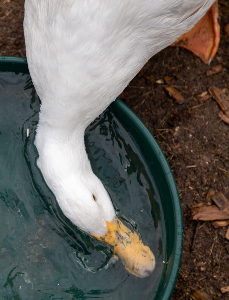 Walter, a duck, submerges her beak in a bucket of water.