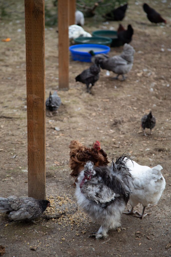 Chickens and ducks eat breakfast by picking out the chicken feed from the ground.