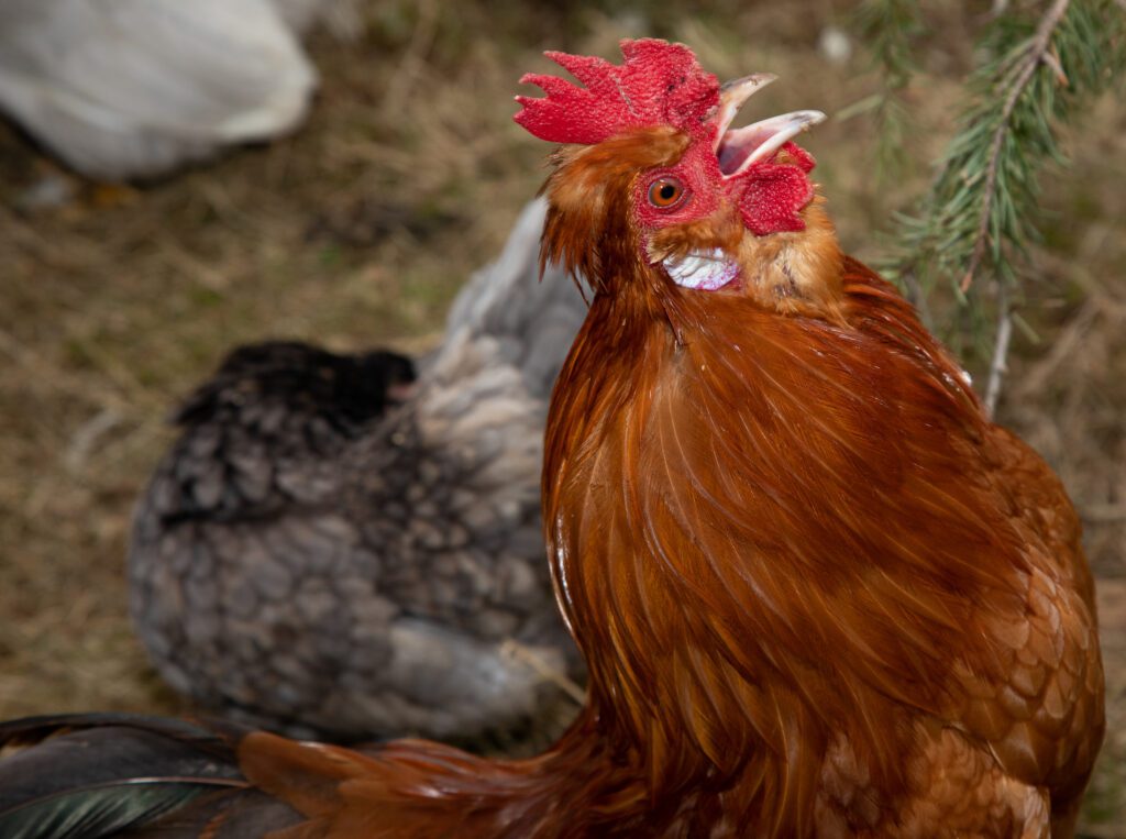 Bubbleyum the rooster crows to the other chickens.