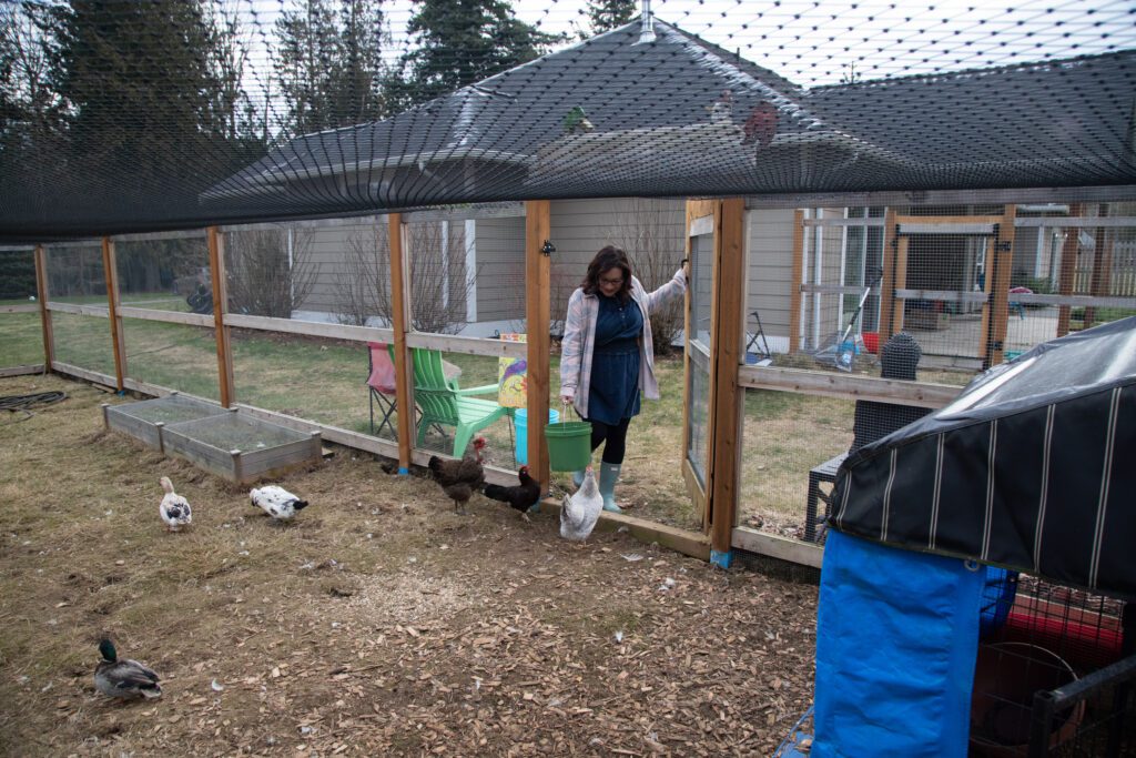 Chickens of various colors greet Monterroso as she enters the run in her backyard with a bucket of fermented chicken feed.