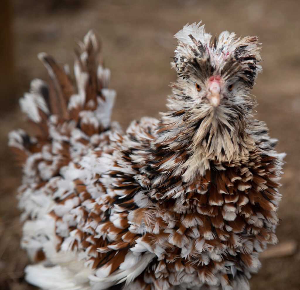 Gizmo the frizzle tolbunt Polish chicken with beautiful brown and white feathers.