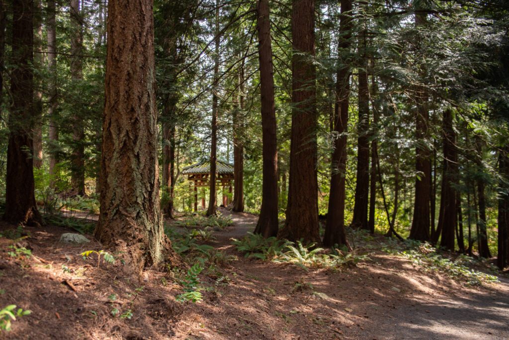 Trees engulf the paths that wind through Big Rock Garden Park as a small cleared path leads to a red arch.