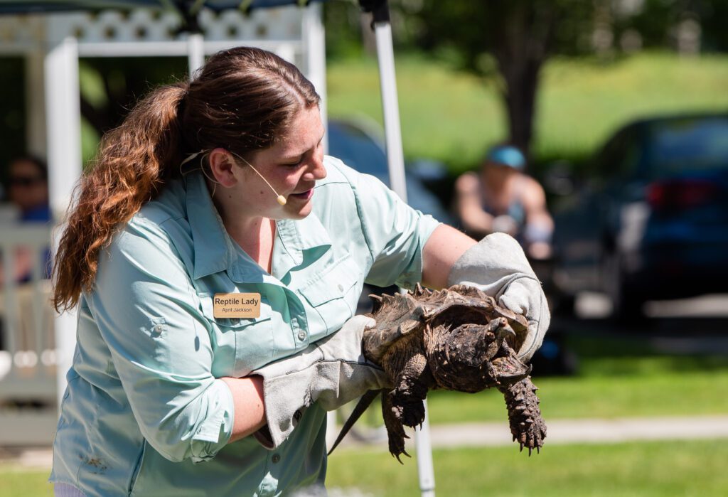 April Jackson holds, Bowser, an alligator snapping turtle that is not happy being picked up.