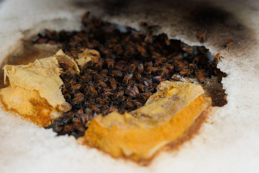 Inside the hive, bees swarm the sugar, honeycomb and pollen supplements.