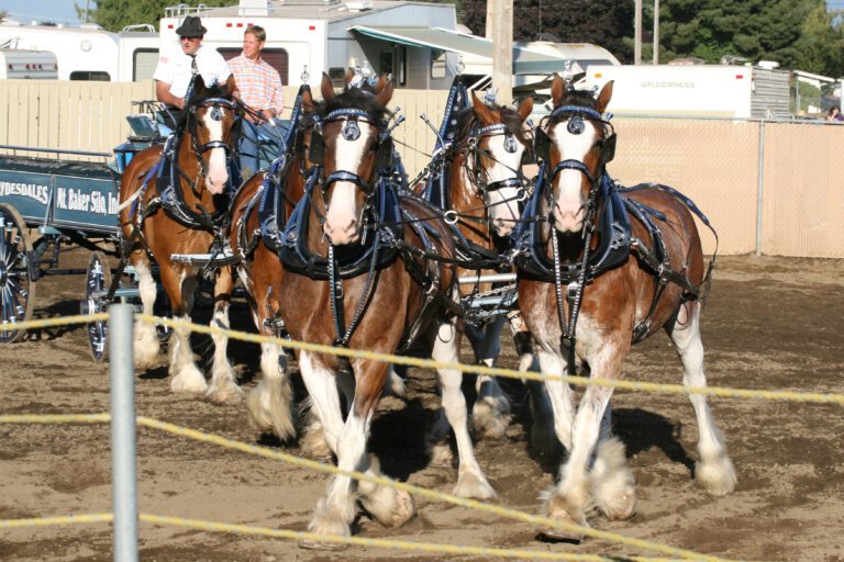 A six-horse hitch of Clydesdales performs a tight turn.