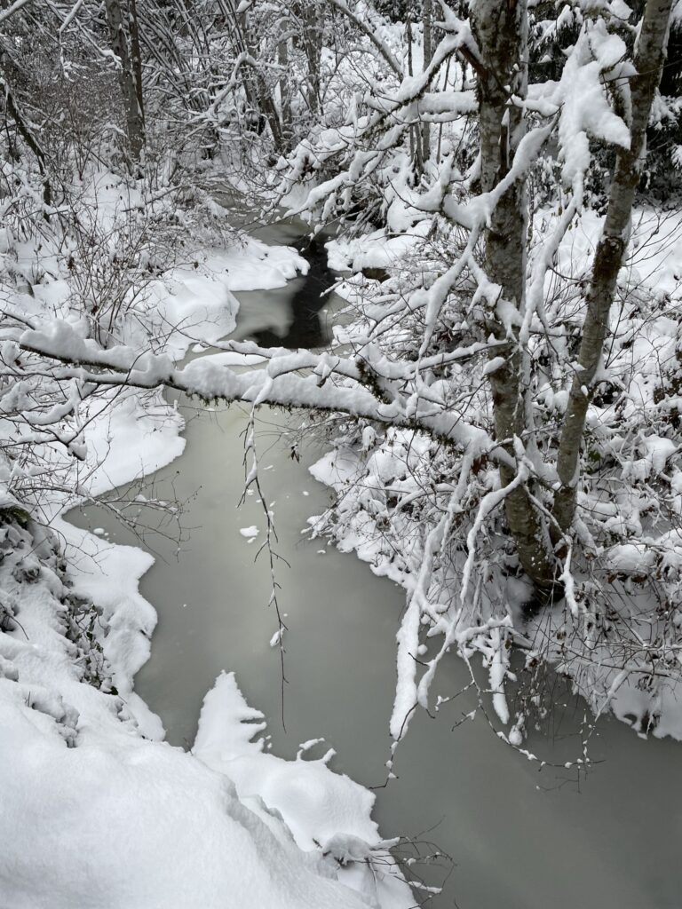 Water freezes over in the backyard of a Sudden Valley home with snow covering most of the tree branches and ground.