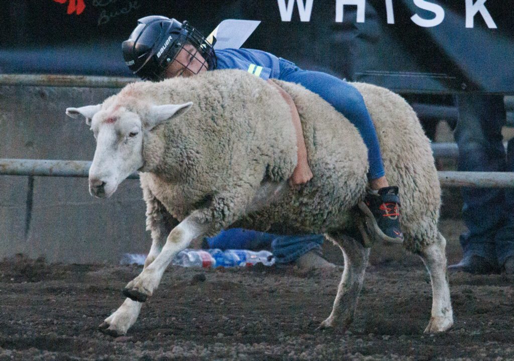 Leighton Gallegos of Lynden hangs on to a sheep with both their arms and legs.