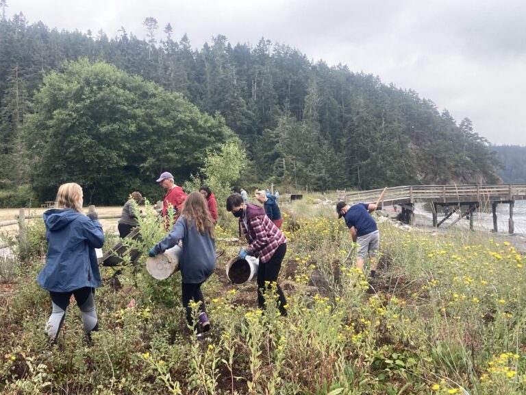 Volunteers work through the dense vegetation on a restoration project in Bowman Bay.