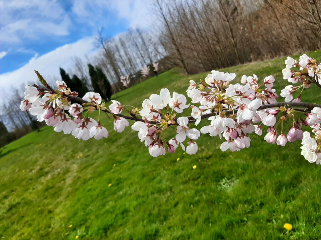 Ferndale's Cherry Blossom Festival features Akebono blossoms blooming on the Hanadori Trail.