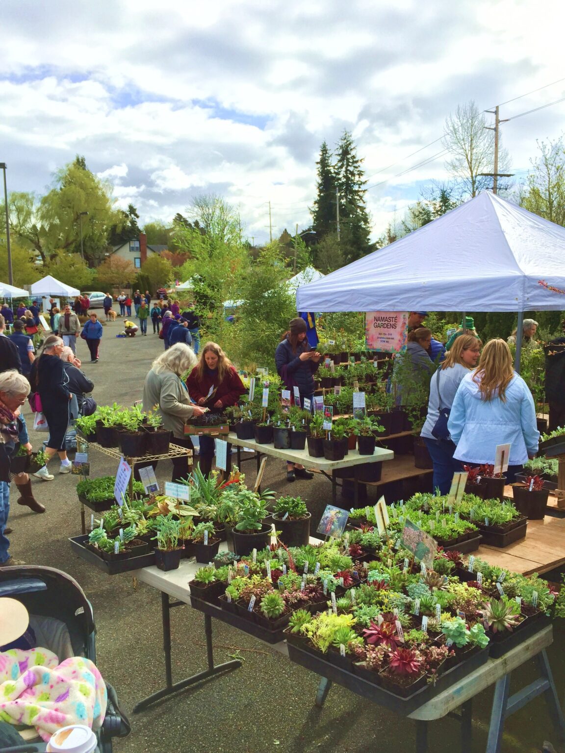 Peruse veggie starts, specialty plants, flowers, herbs and more are on display for visitors to peruse.