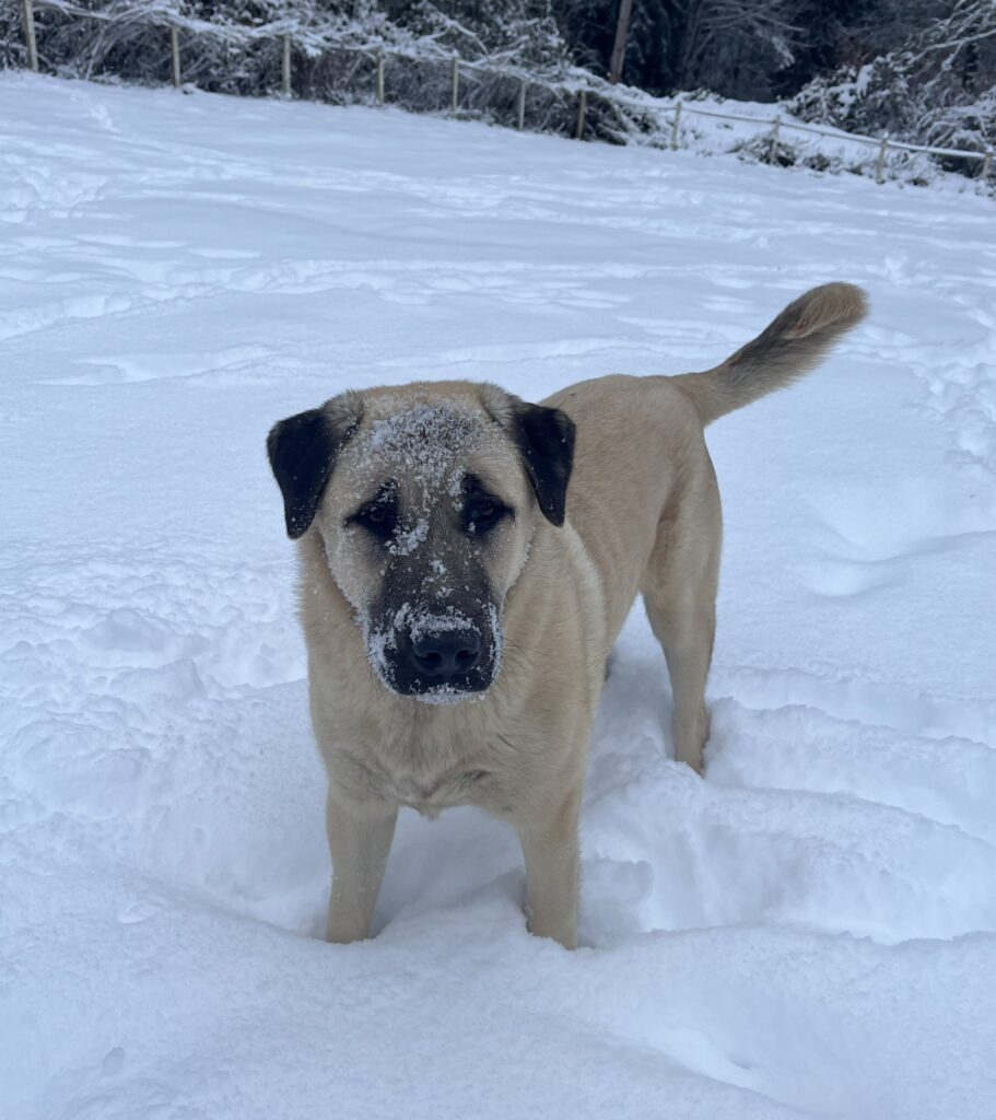 A dog plays in the snow with snow dust covering most of the dog's face.