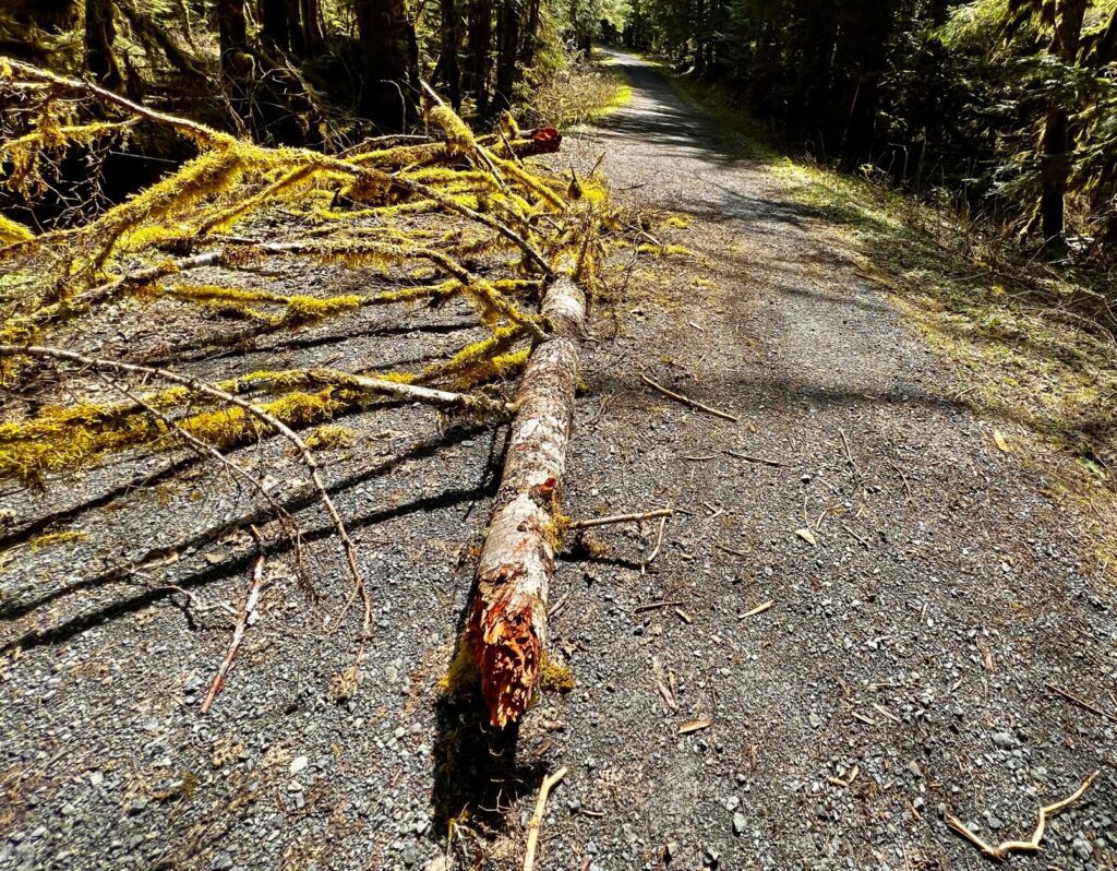 Glacier Creek Road with a fallen tree on the path.