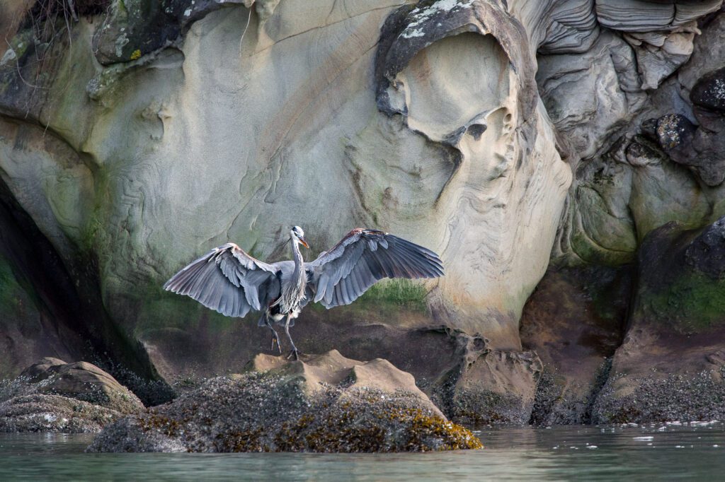 John D'Onofrio's stunning photograph of a heron at Governors Point.