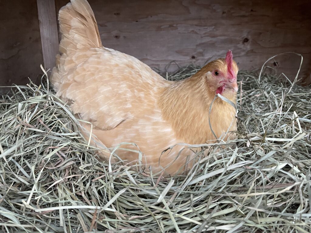 A chicken looks at the camera in alarm.