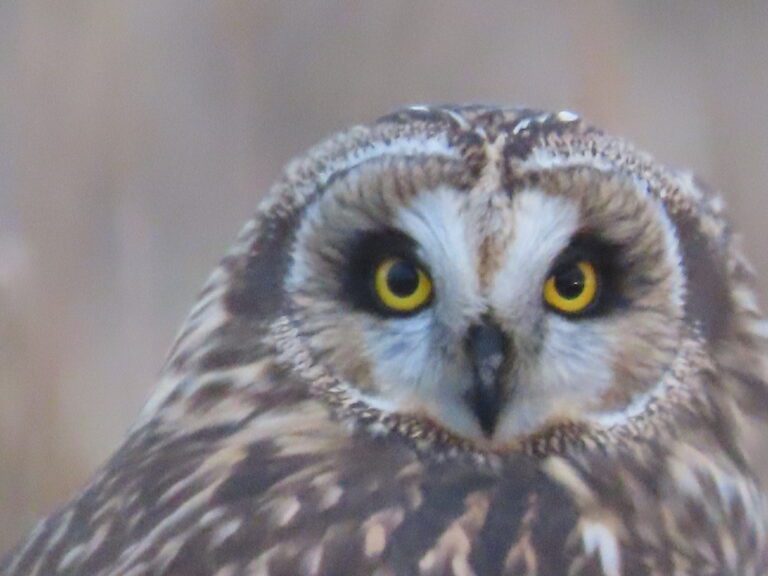 An owl looks to the photographer.