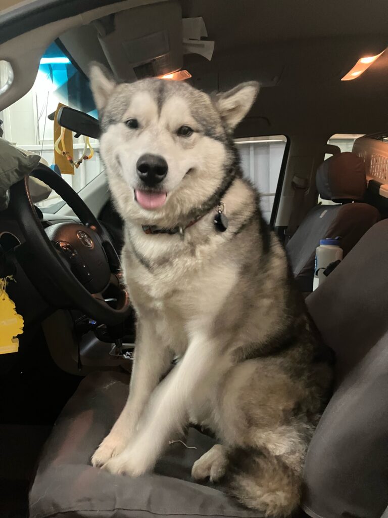 A husky sits in the drivers seat.