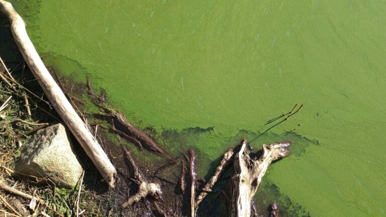 Algae covers the water's surface next to driftwood and dirt.