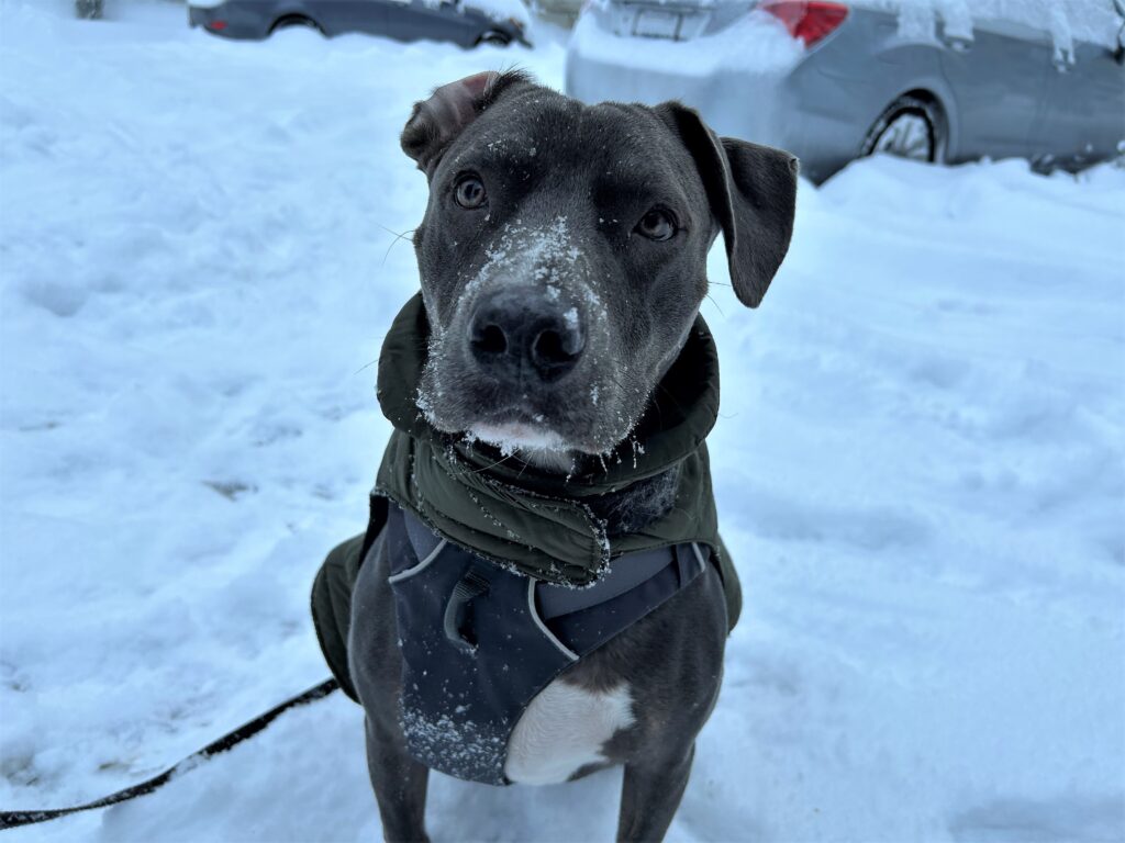 Sports Editor Connor J. Benintendi's dog, Zeffer, poses for a photo with snow dust on their snout.