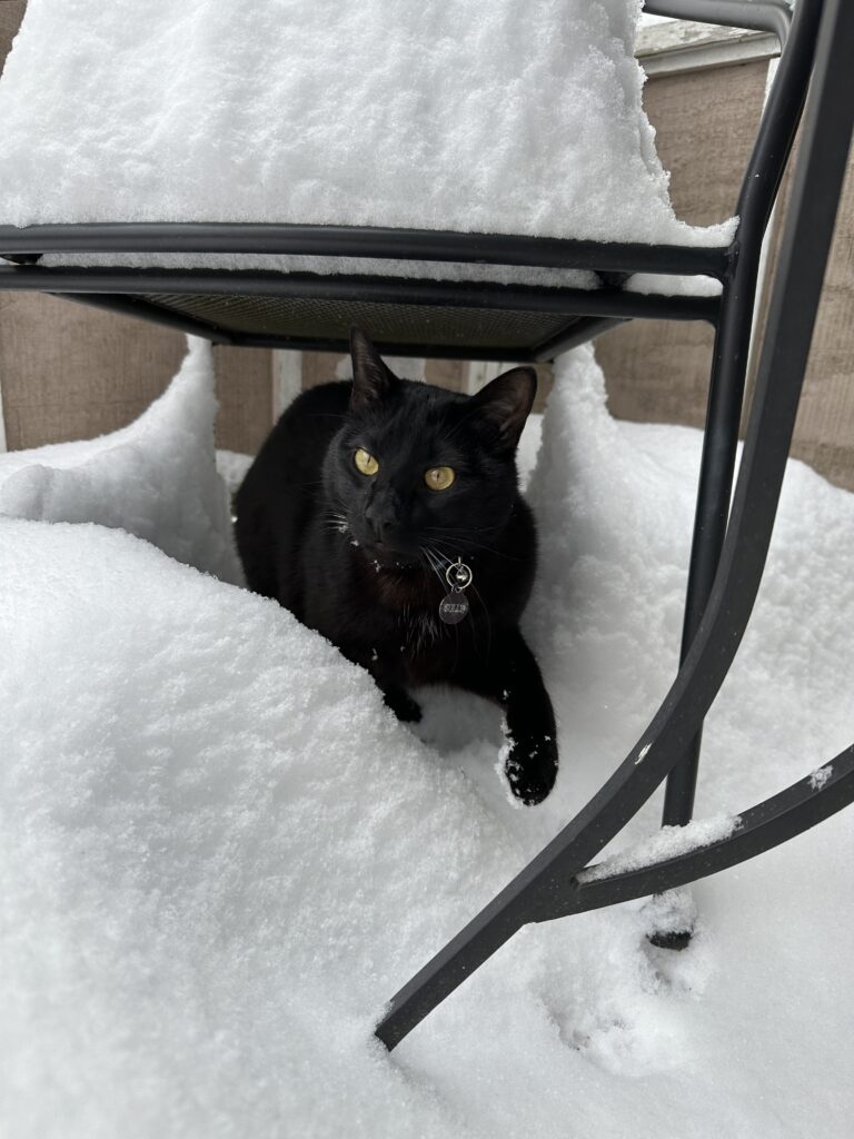 Digital Editor Jaya Flanary's cat, Sully, plays with the snow underneath a garden chair.