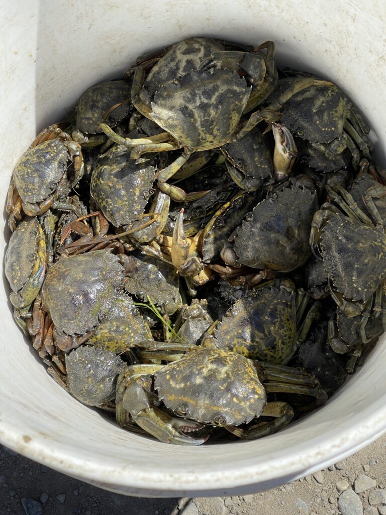 Live crabs placed in a white bucket.