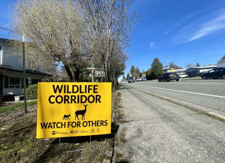 Bellingham uses wildlife corridor signs across the city to warn drivers of deer.