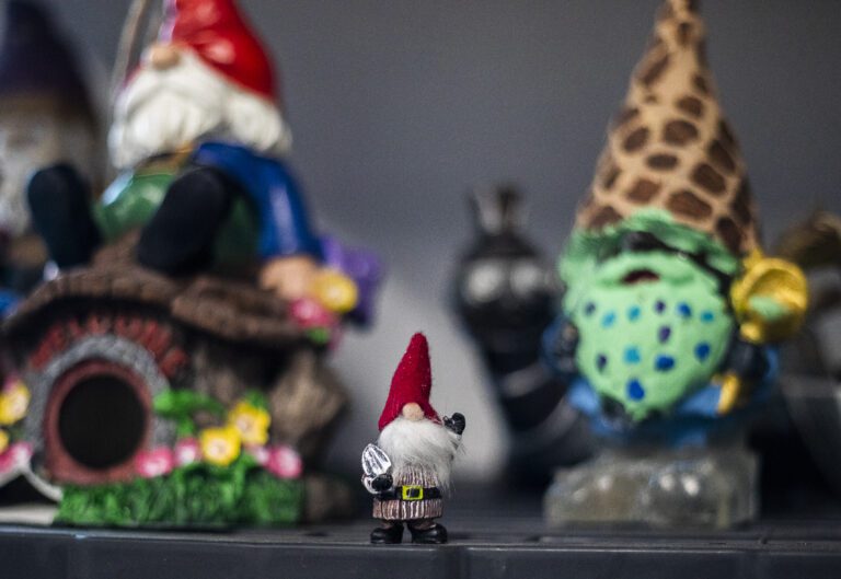 A small gnome sits on a shelf surrounded by bigger gnomes.