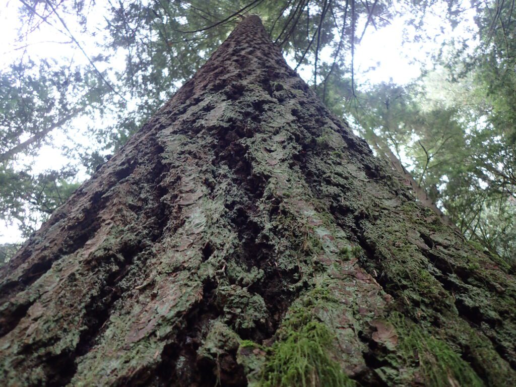 A view from below a Douglas fir in the Bessie stand.