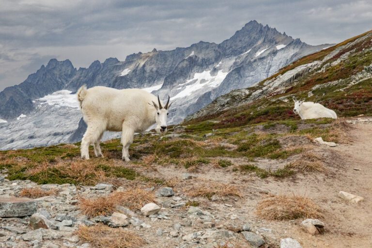 Mountain goats look to the group in curiosity.